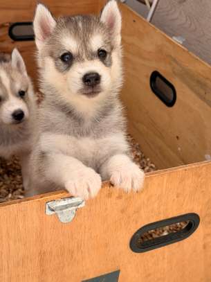 Husky de Siberie image 3