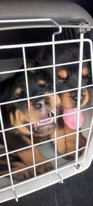 Vente chiot Rottweiler lignée Timi image 5