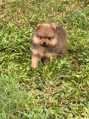 Pomeranien image 3
