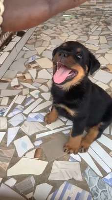 Rotweiller purs sang image 3