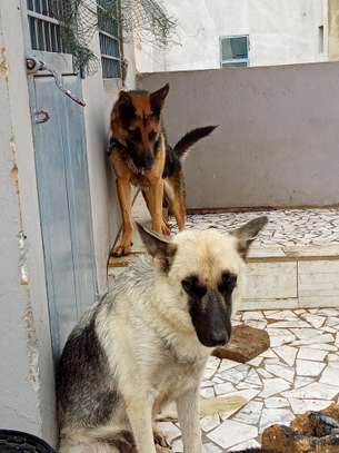 Chiot berger allemand image 6