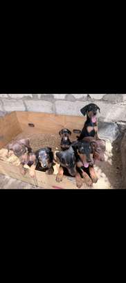 Chiots doberman image 6