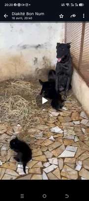 Chiots bergers hollandais image 2