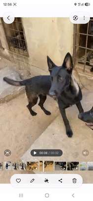 Chiots malinois purs sang image 3