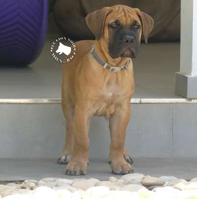 vente chiots boerboels image 4