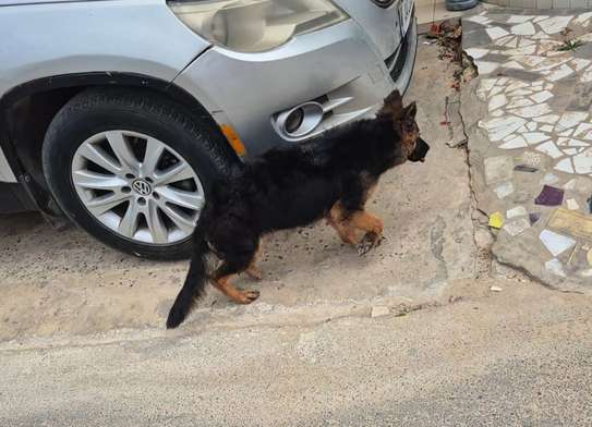 Berger Allemand 4mois dos incliné poil long image 4