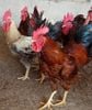 Bio-Ferme Tavares