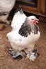 Sanou Breeding