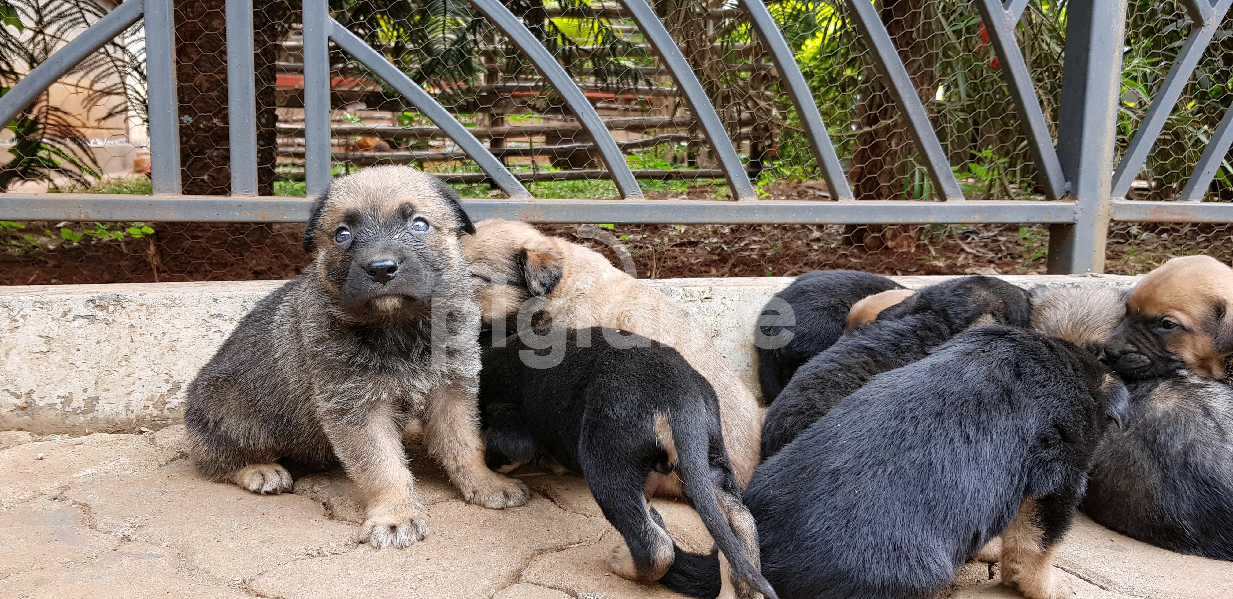 Dog in Nairobi PigiaMe