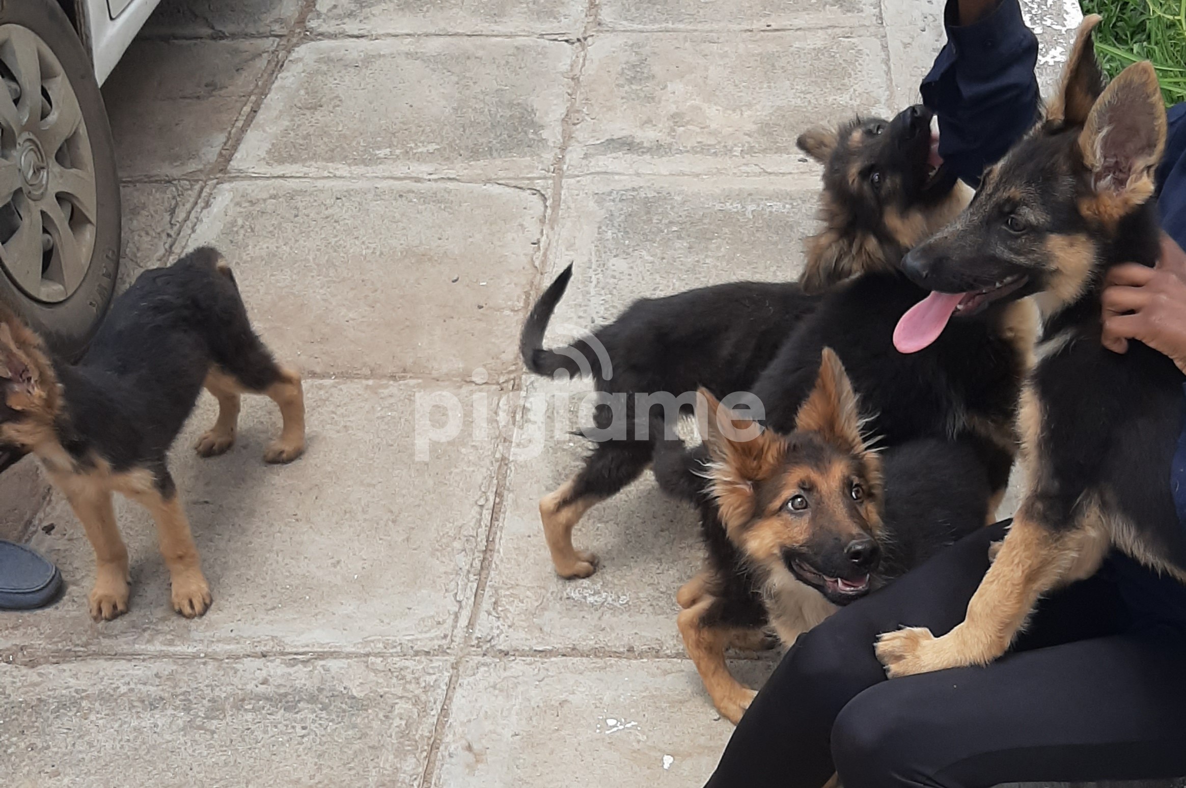 German Shepherd Puppies For Sale In Nairobi Pigiame