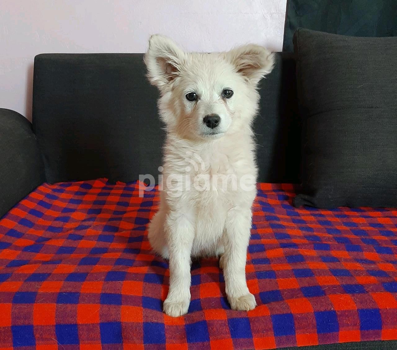 Japanese Spitz For Sale In Kitengela Pigiame Japanese Spitz For Sale In Kitengela Pigiame