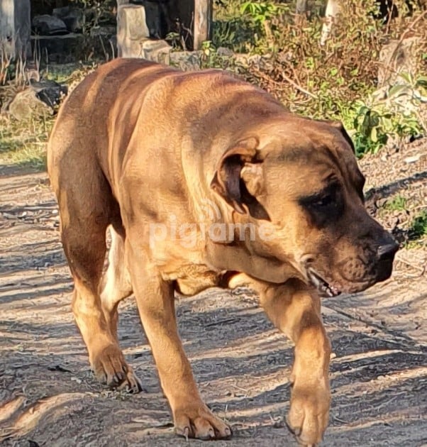 PURE BOERBOEL DOG in Nairobi PigiaMe