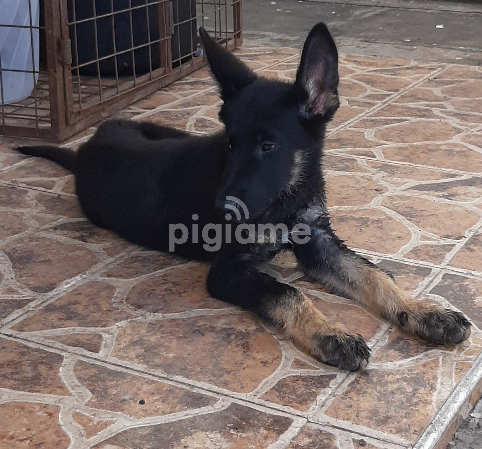 German Shepherds for sale in Nairobi PigiaMe