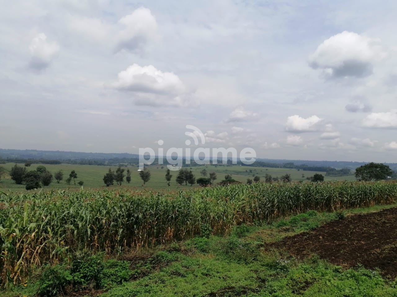 10 Acre Prime Agricultural land for Sale in Sikhendu, Kitale in Trans