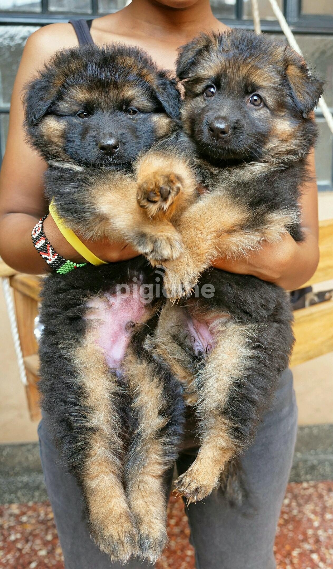 Long coat german shepherd puppies in Nairobi PigiaMe