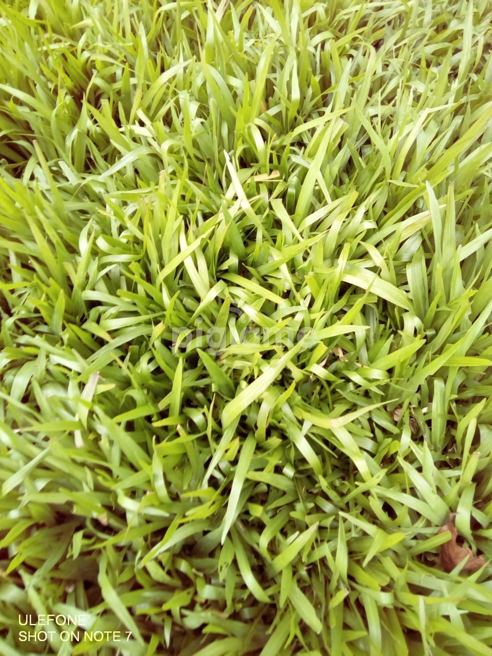 Zimbabwe Grass 50kg Sack In Nairobi PigiaMe