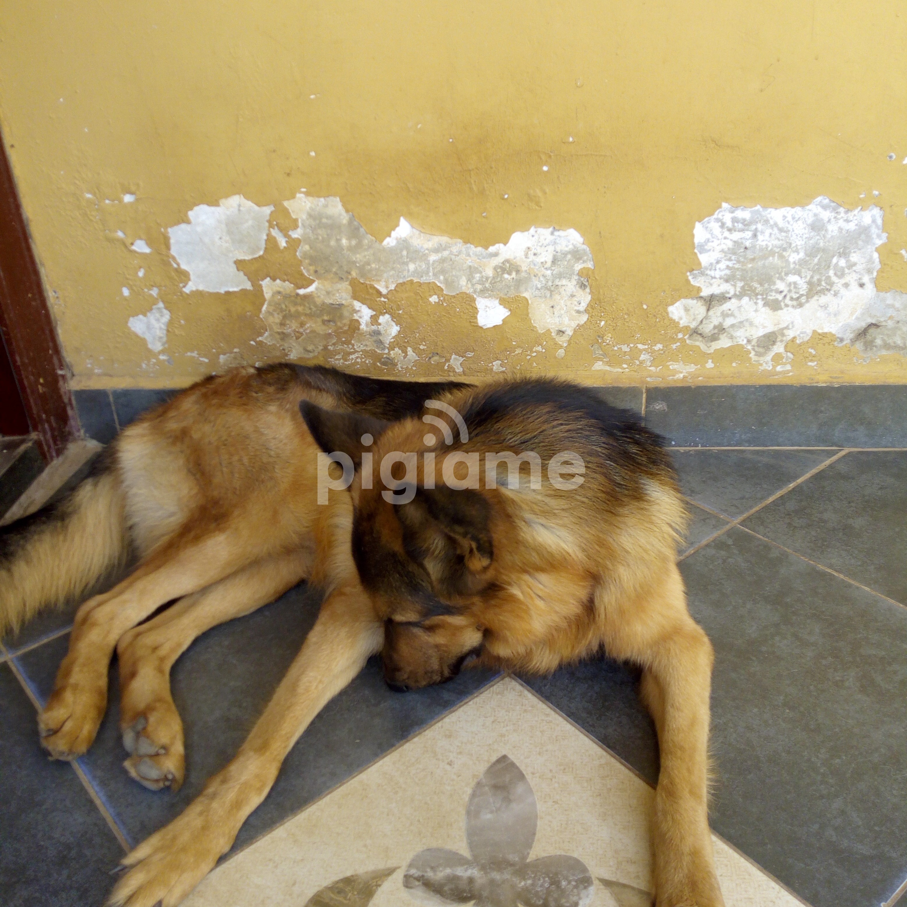 Dog For sale in Nairobi | PigiaMe