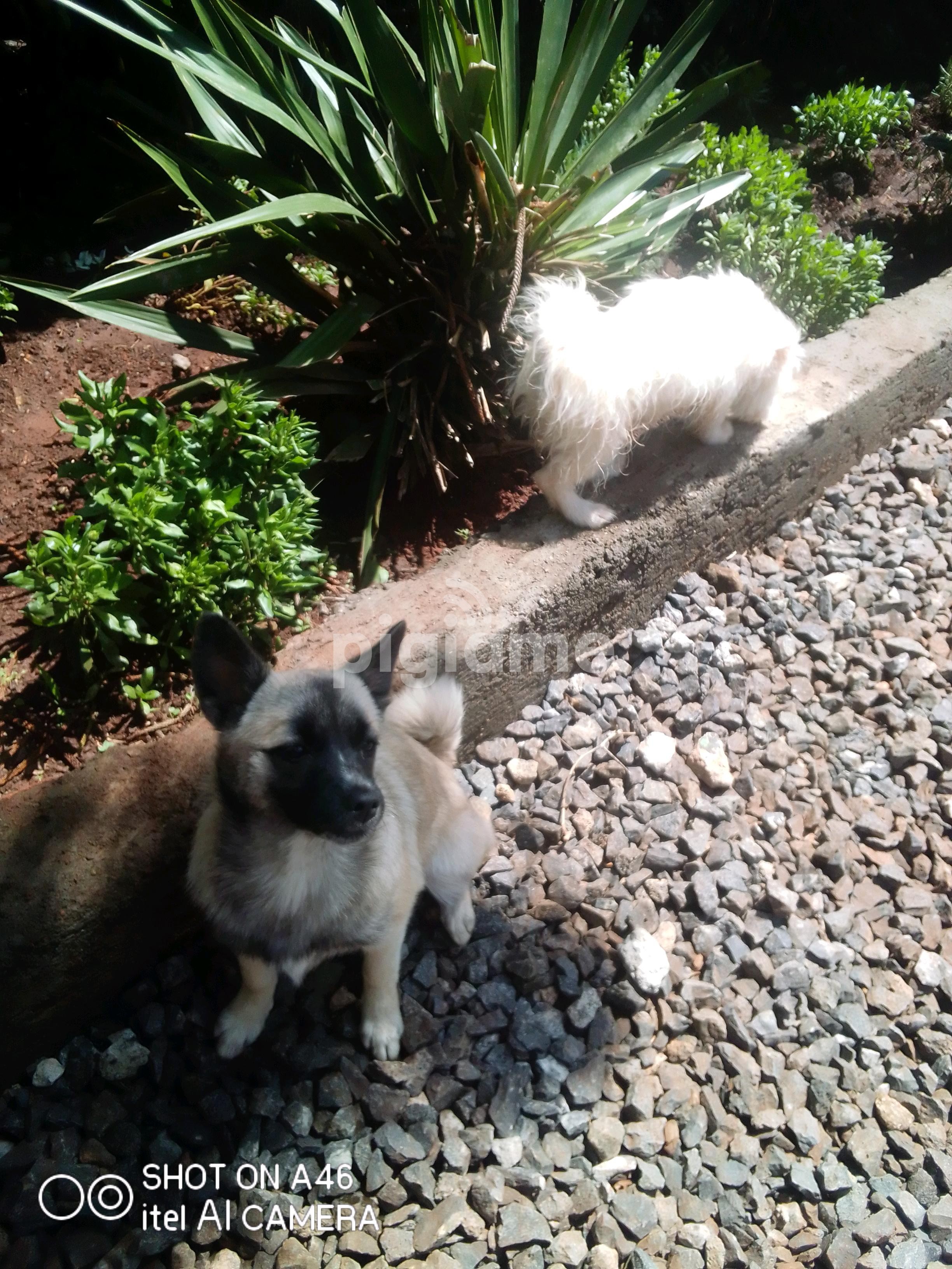 Japanese Spitz Chihuahua On Sale in Donholm PigiaMe