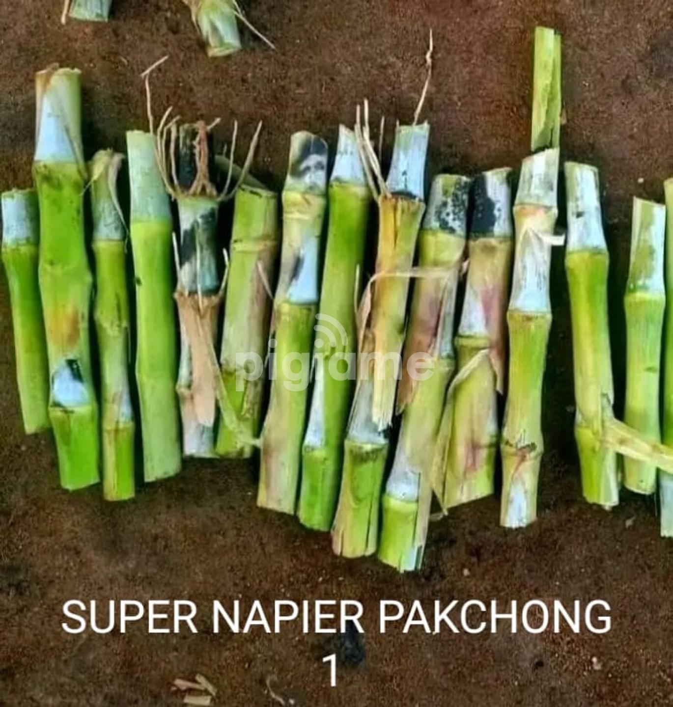 Super napier outlet