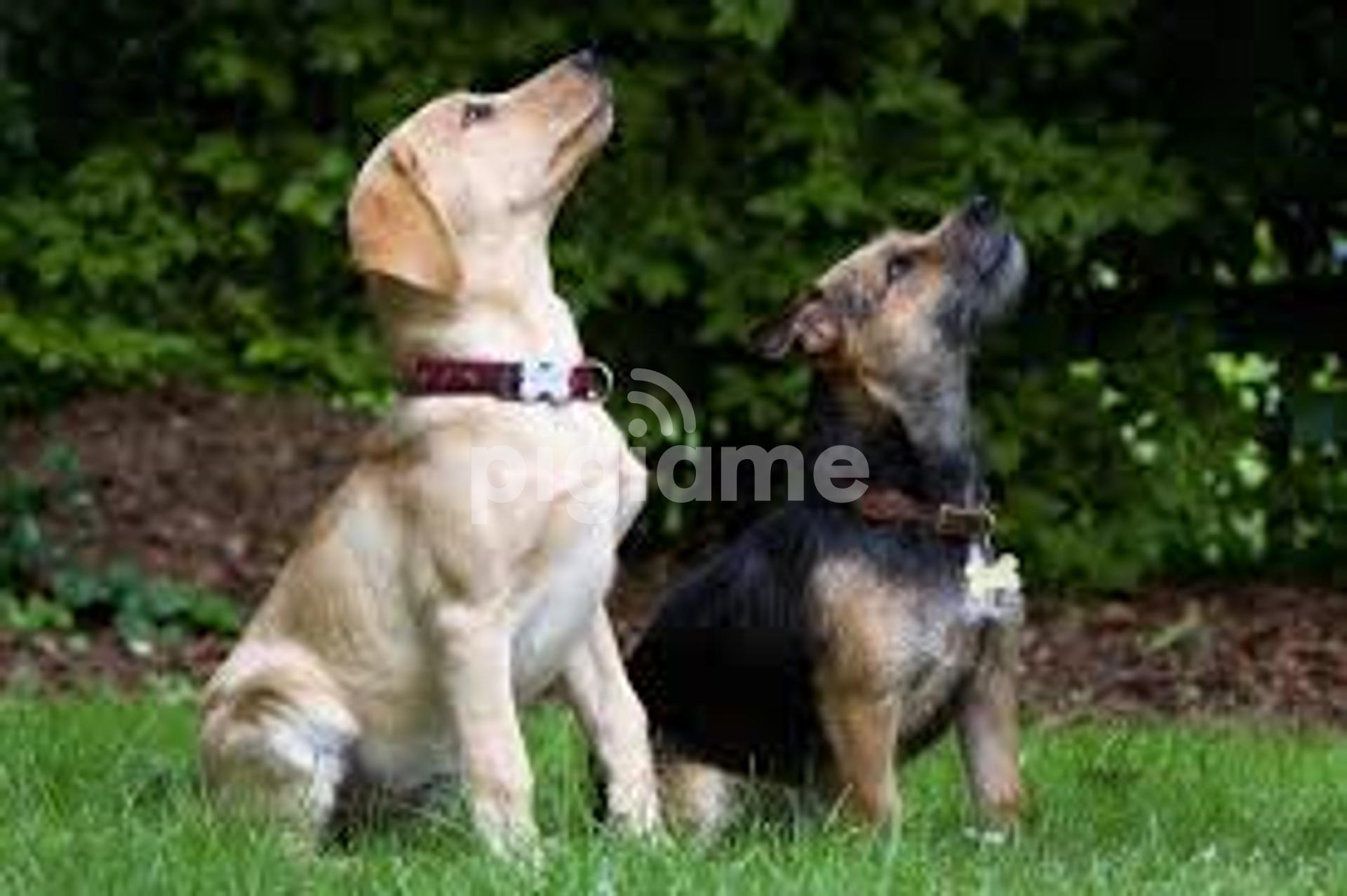 Karen's dog walking deals service