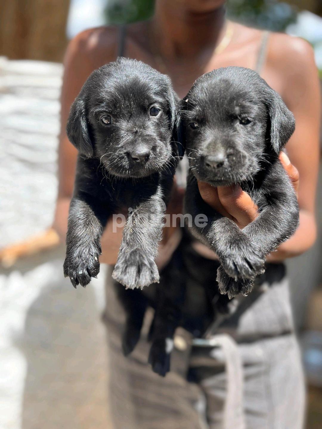 Black Labrador Retriever Puppies in Karen PigiaMe