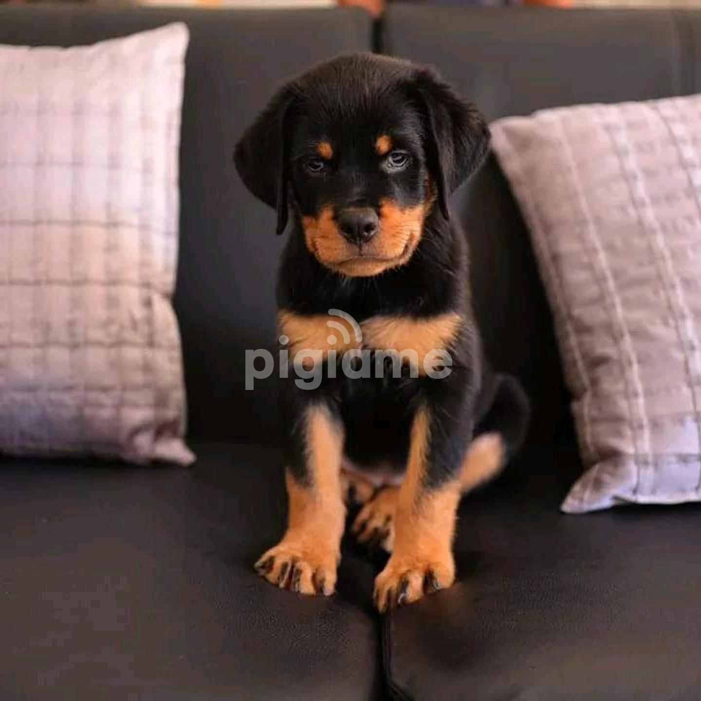 Rottweiler ikman new arrivals