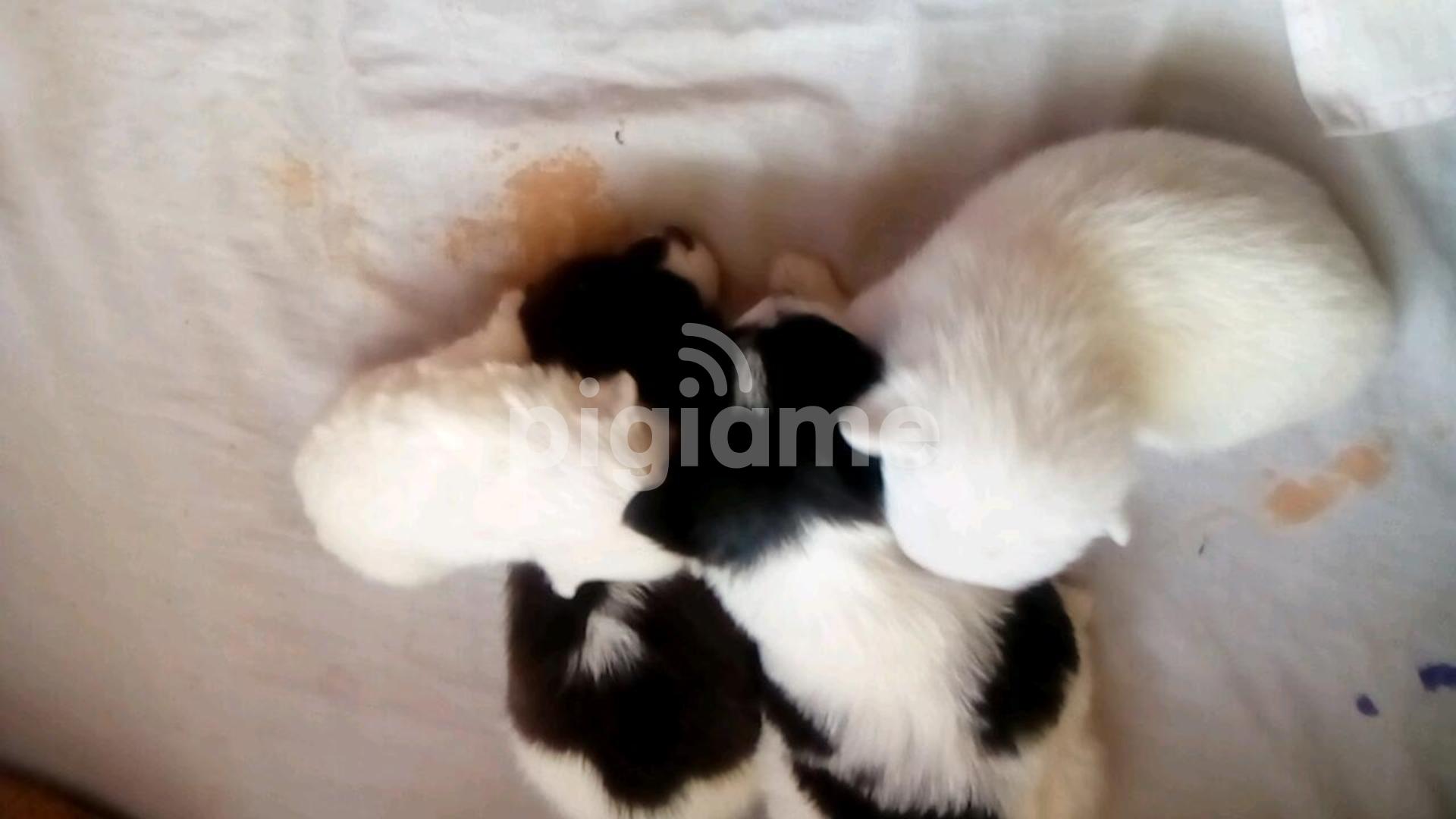 Maltese Puppies For Sale. in Nanyuki PigiaMe