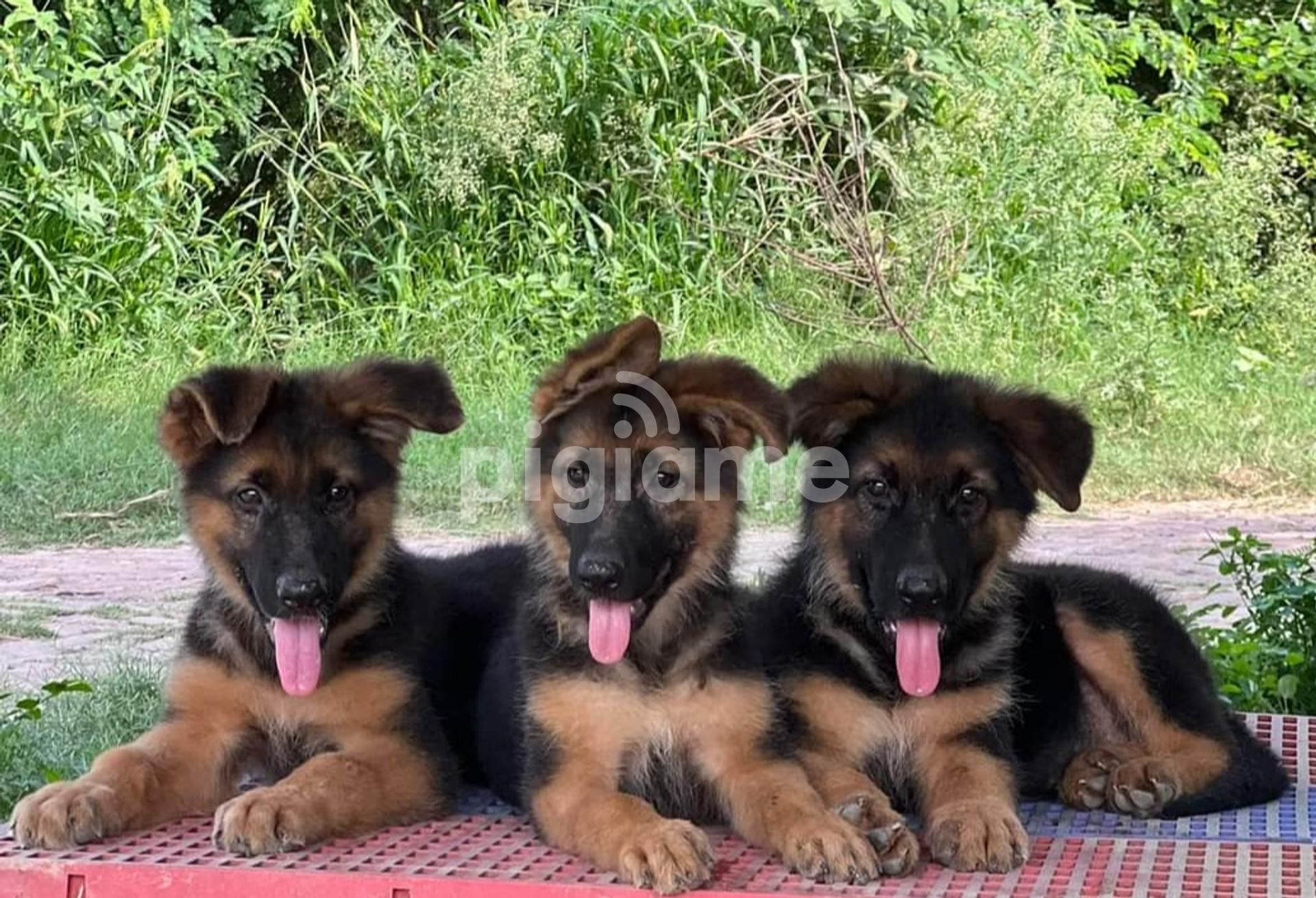 Kolkata Gsd Puppy Price Alsatian Puppy Price Red German Shepherd