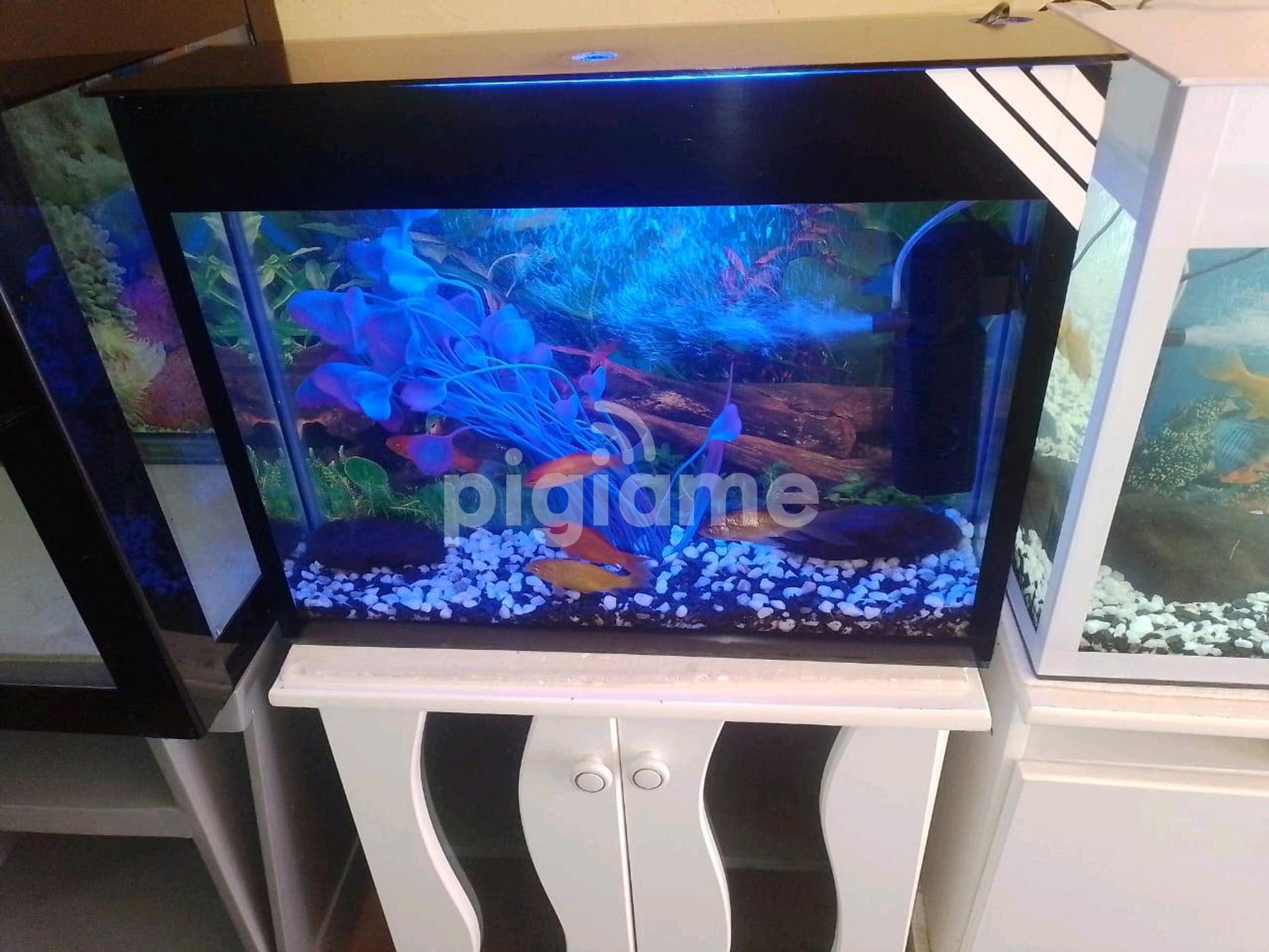 Exotic aquariums 2025