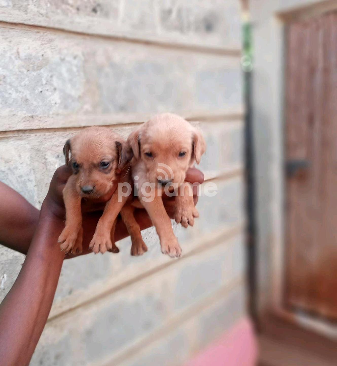 Chocolate labrador rehoming hot sale