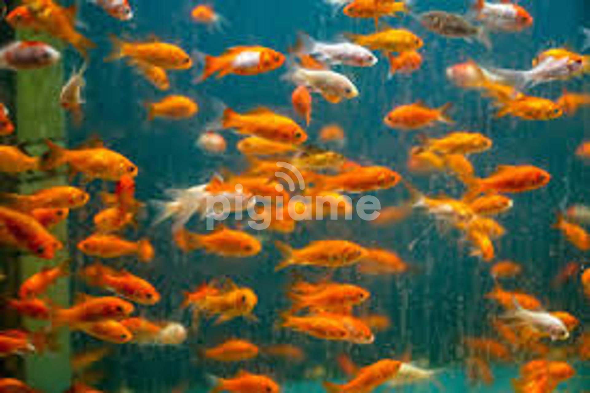 Fish tank cleaning service: BusinessHAB.com