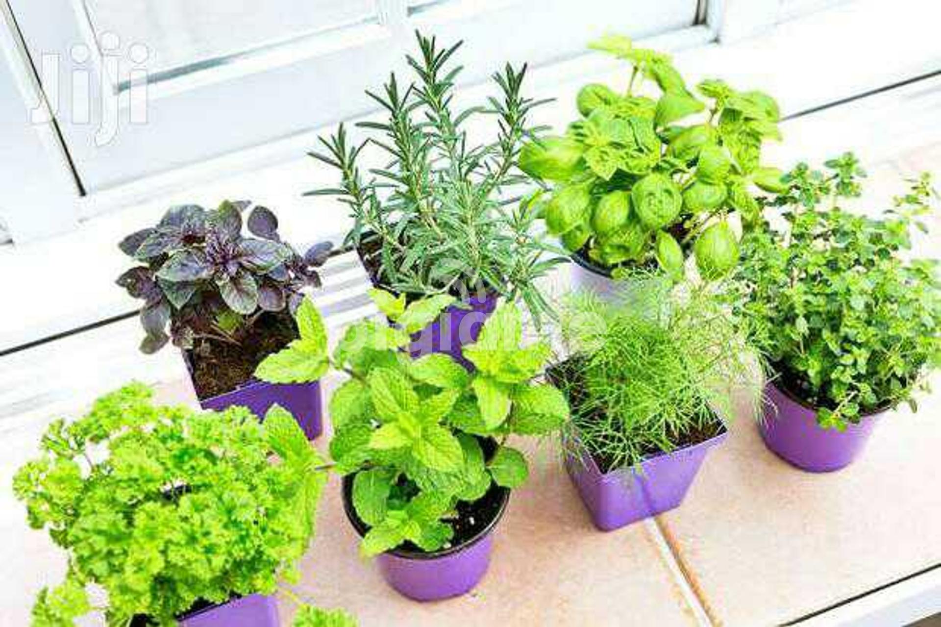 Kitchen Garden Herbs in Nairobi CBD PigiaMe
