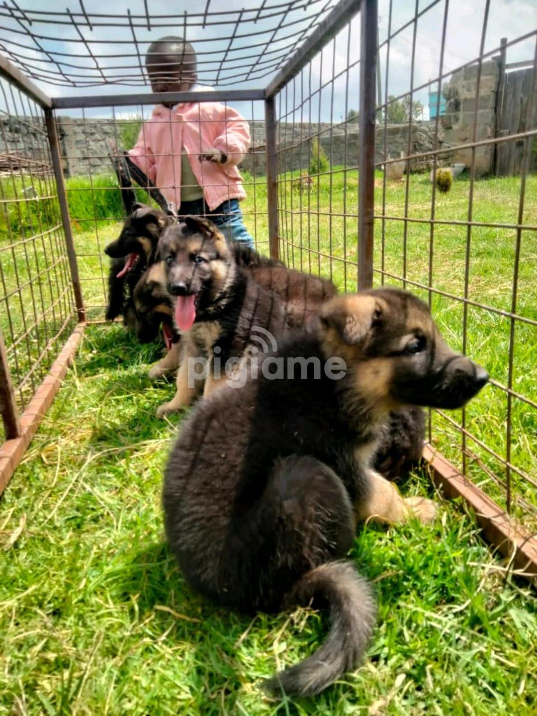 Purebred sable german shepherd top