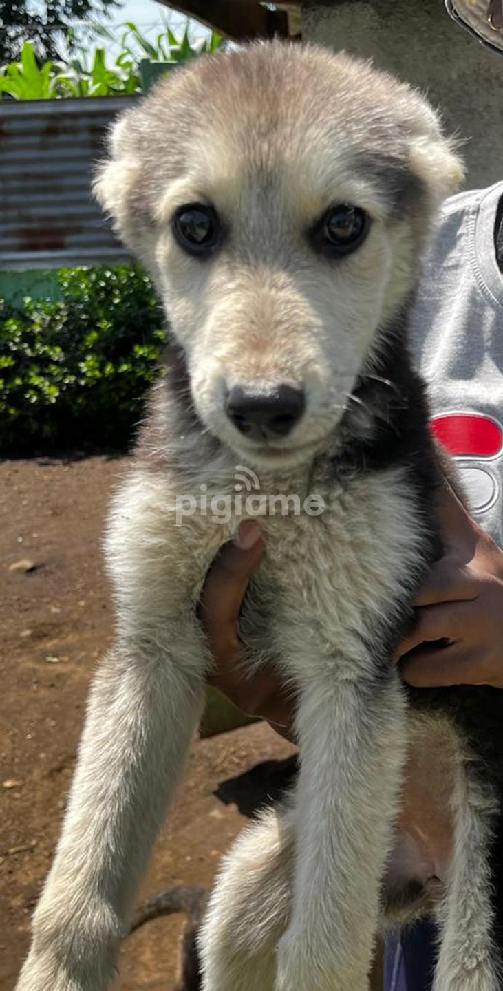 German shepherd husky mix puppies for sale clearance near me