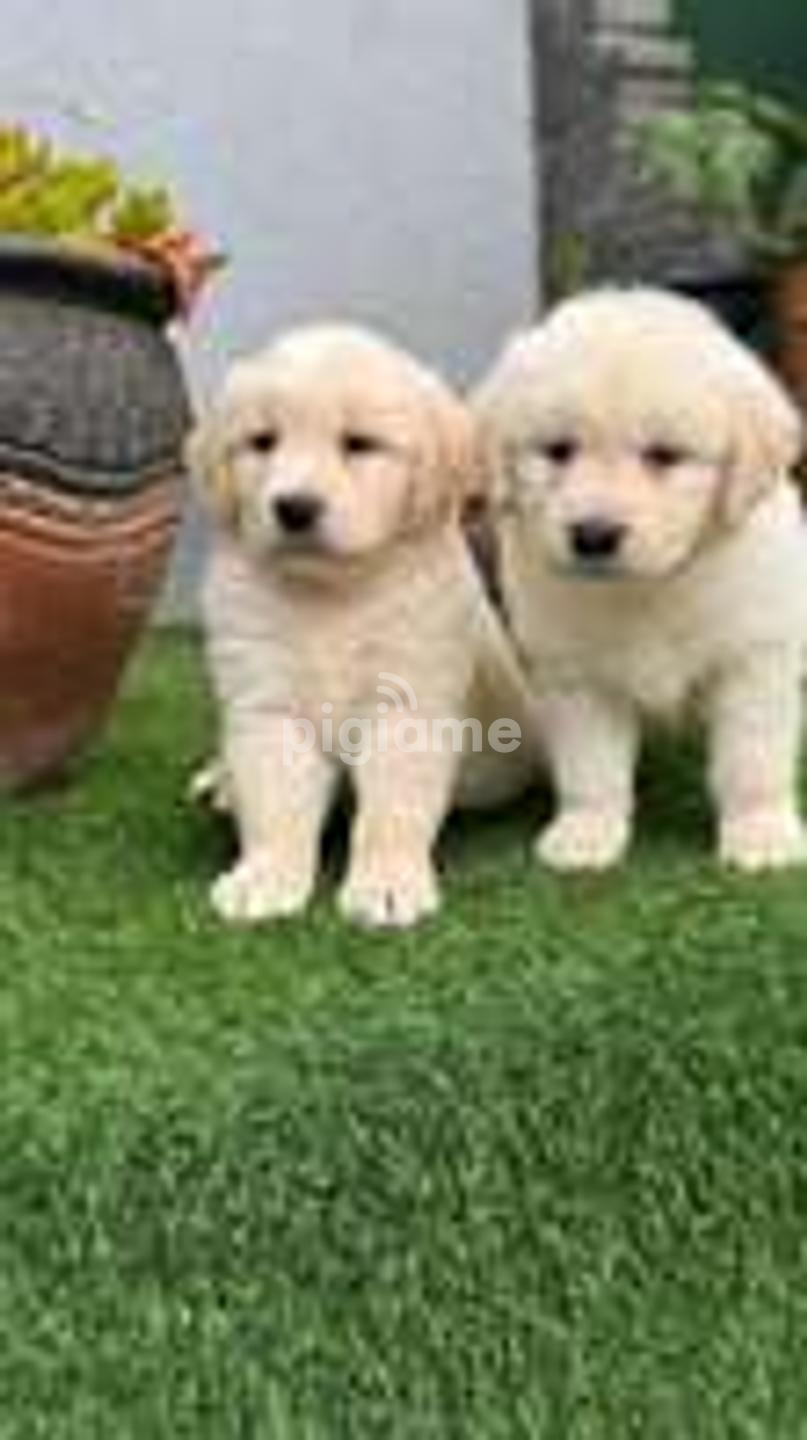 Dogs Puppies in Nairobi PigiaMe