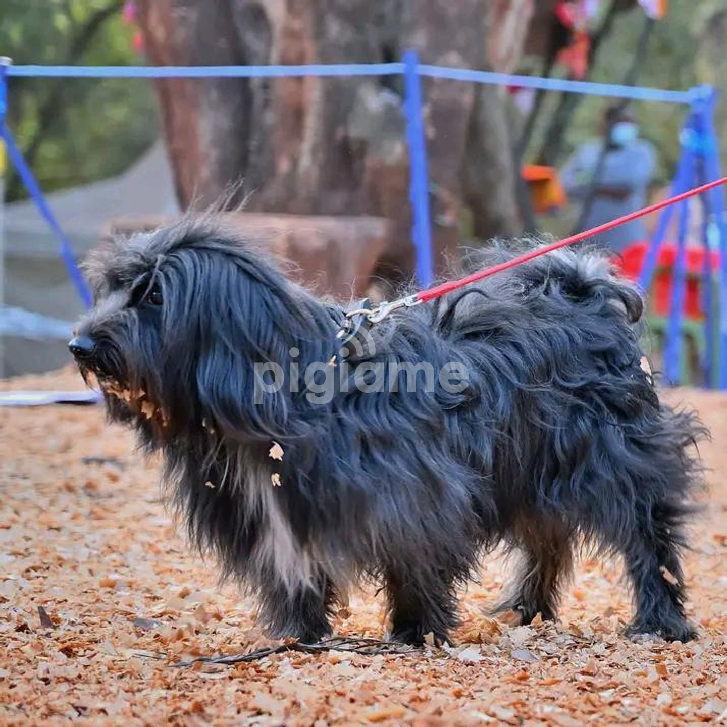 Grey havanese sale
