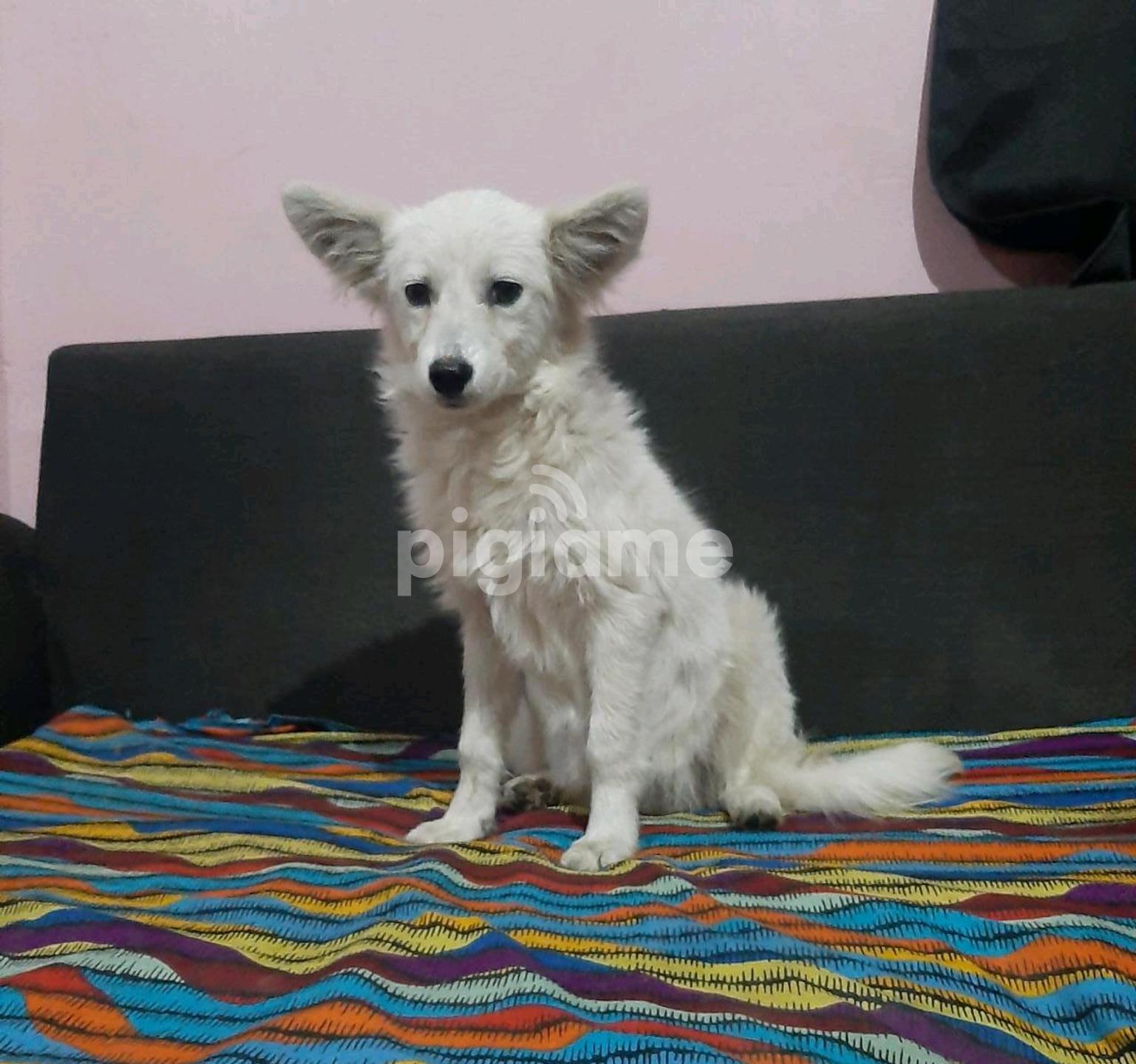 Japanese Spitz For Sale In Kitengela Pigiame Japanese Spitz For Sale In Kitengela Pigiame