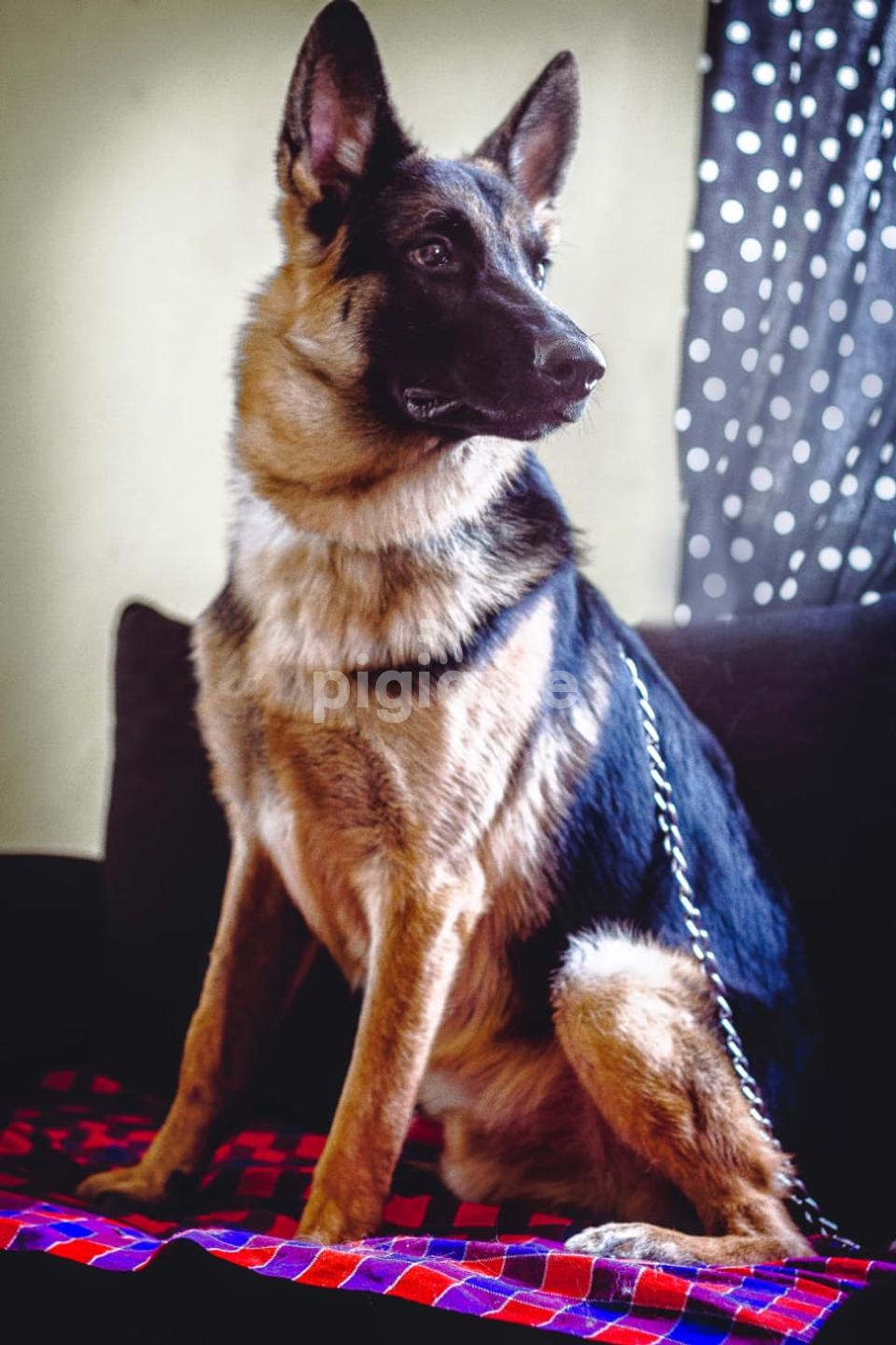 Stud Services German Shepherd in Nairobi PigiaMe