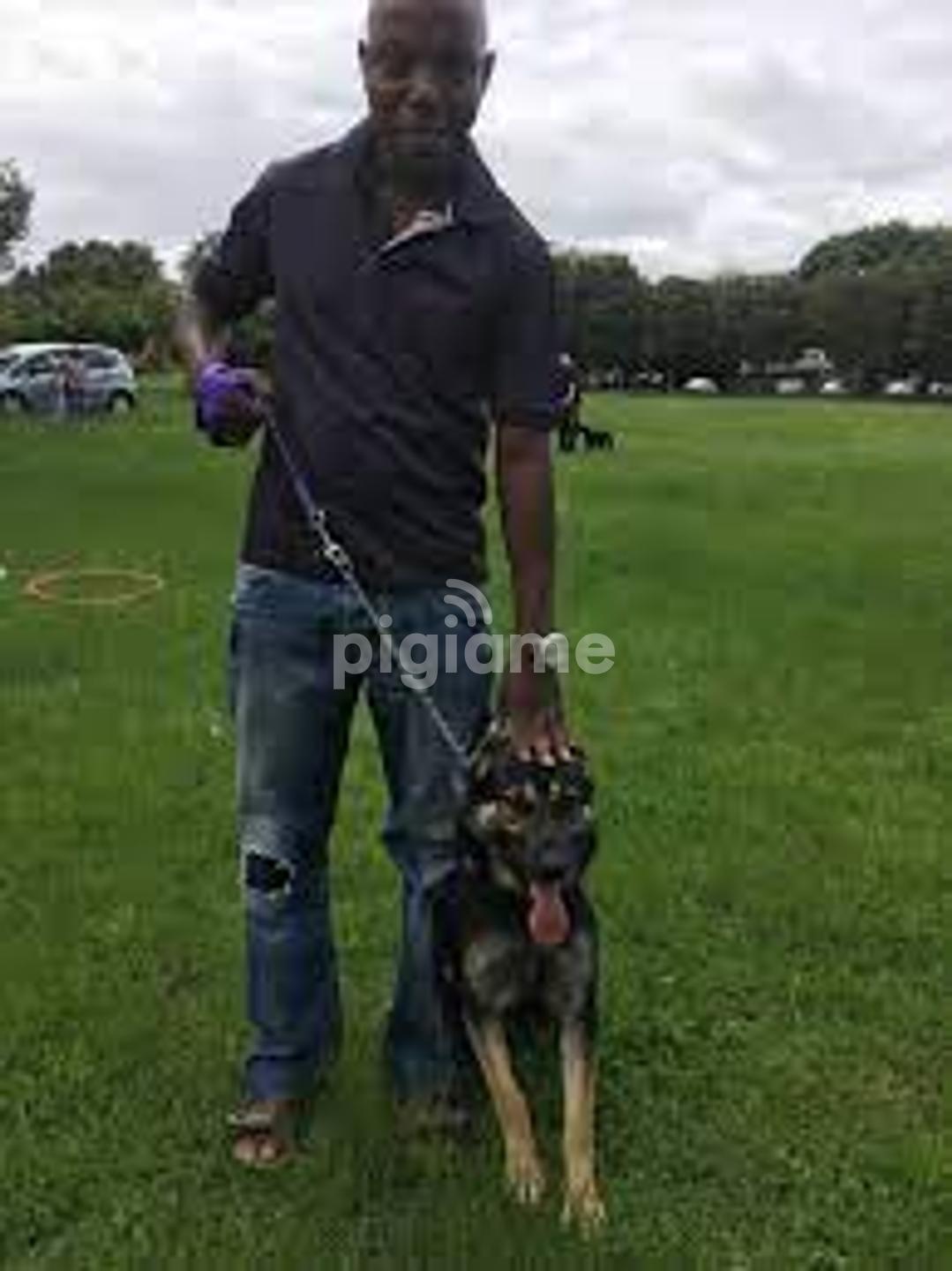 Best dog trainers sales