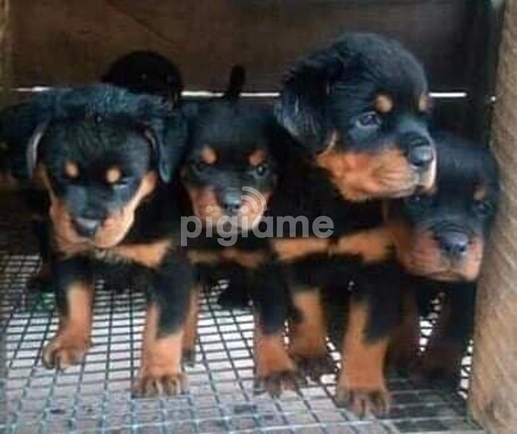 Rottweiler Puppies For Sale In Nairobi Pigiame