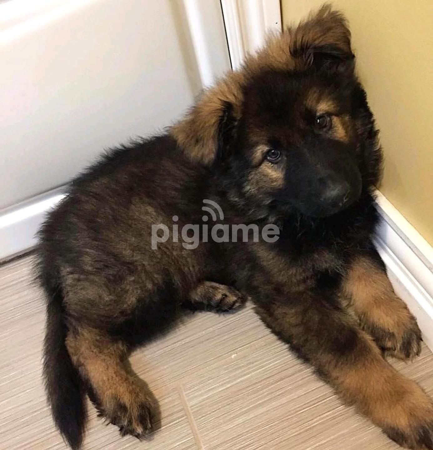 Sable German Shepherds in Karen PigiaMe