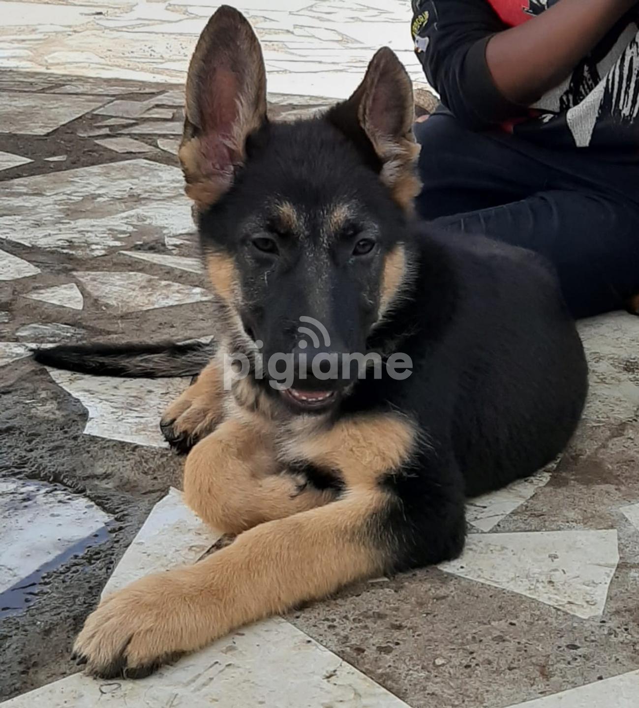 German Shepherd Puppies In Kitengela Pigiame