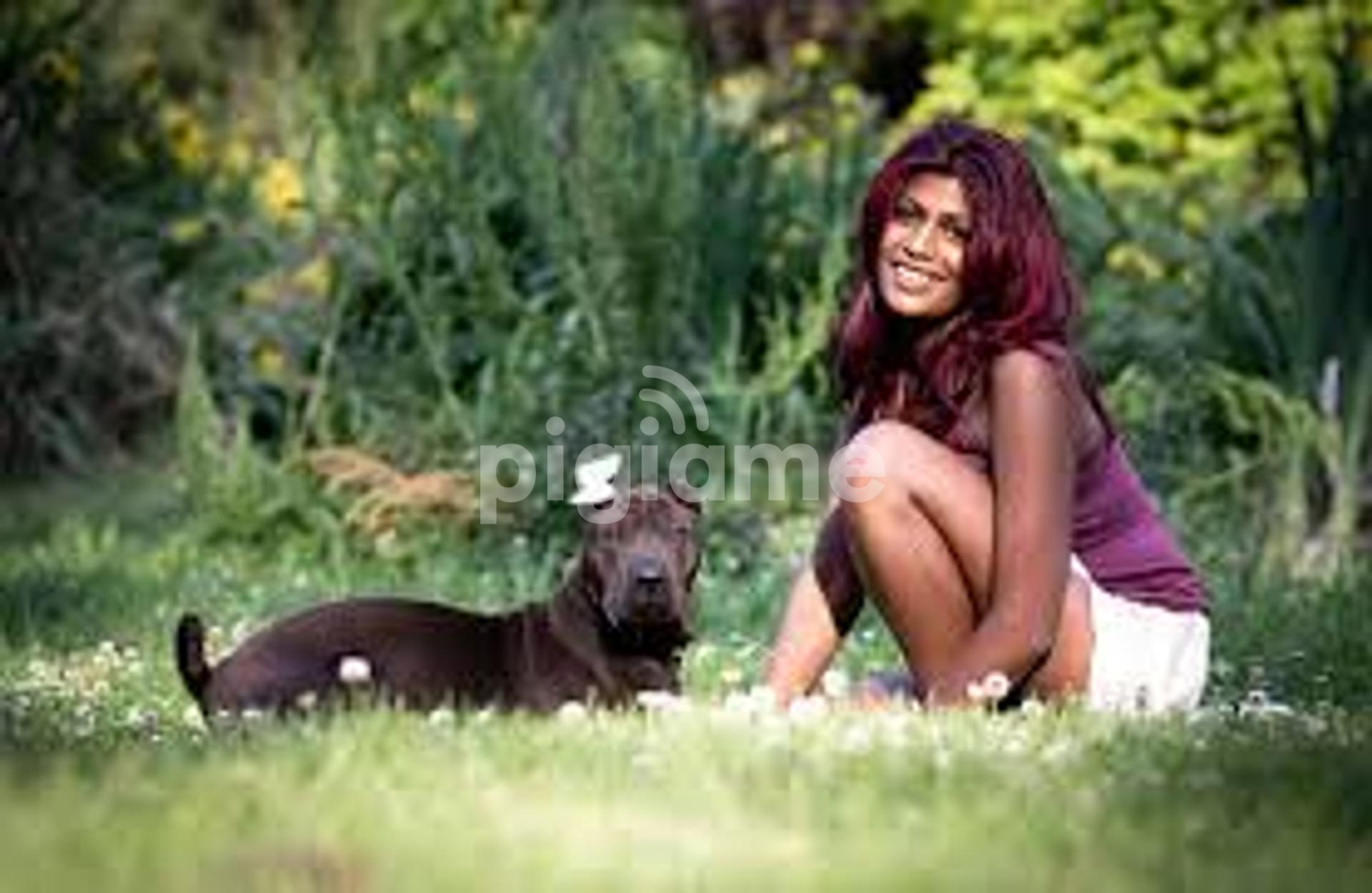 Private dog training deals