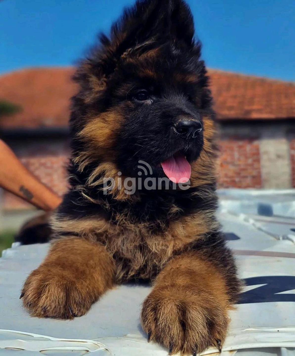 Purebred long haired german shepherd top