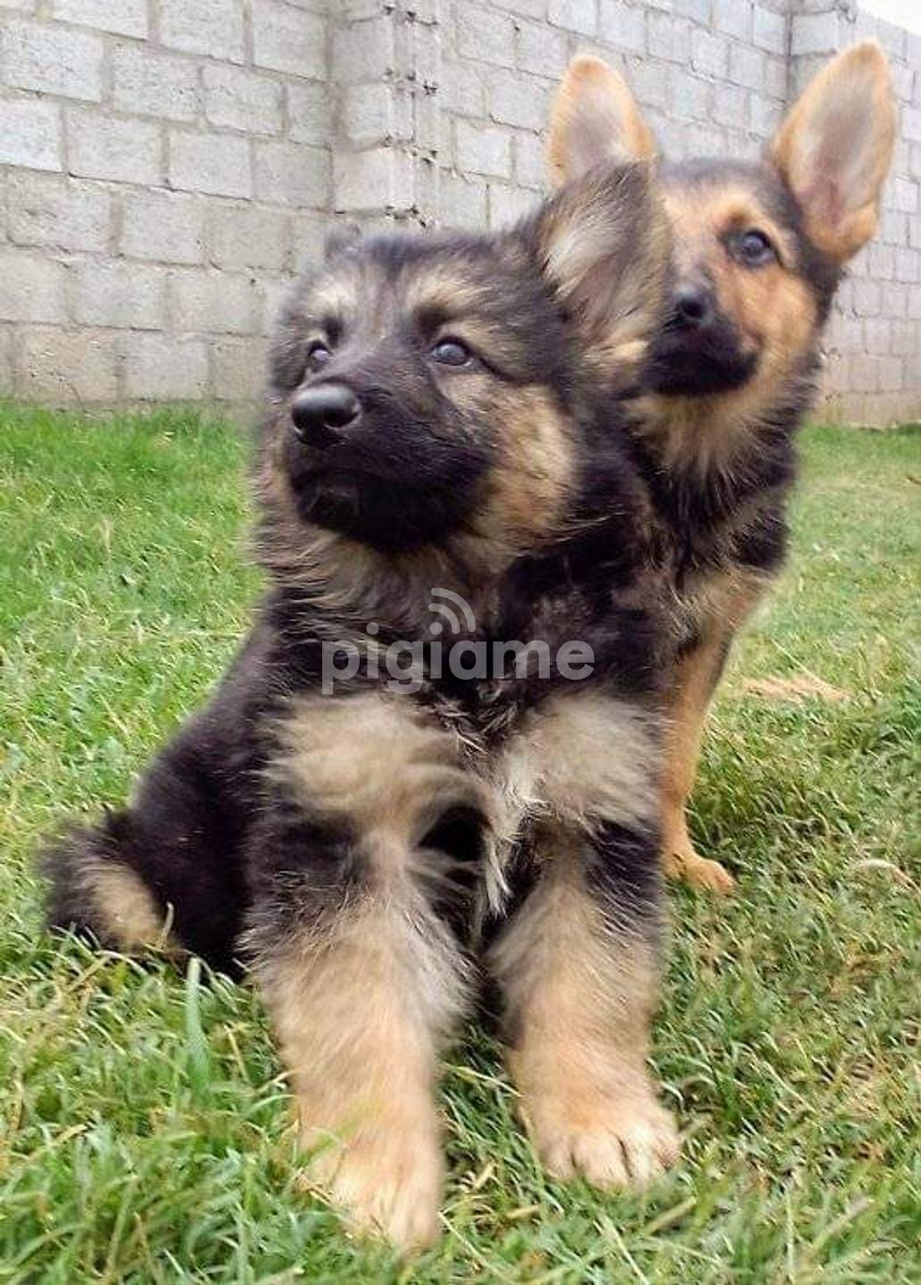 German shepherd big bone on sale