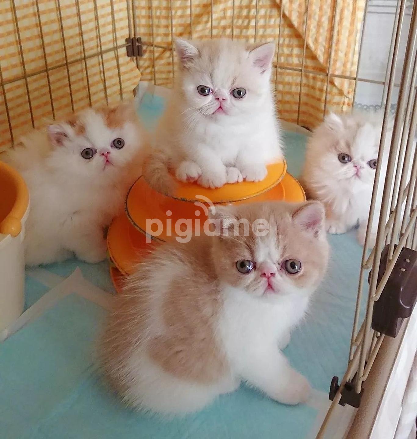 British Shorthair Exotic Persian Cat For Sale British Longhair