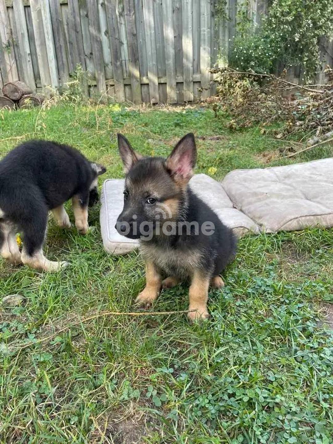 Staffy Cross German Shepherd Puppies American Guarantee Staffy
