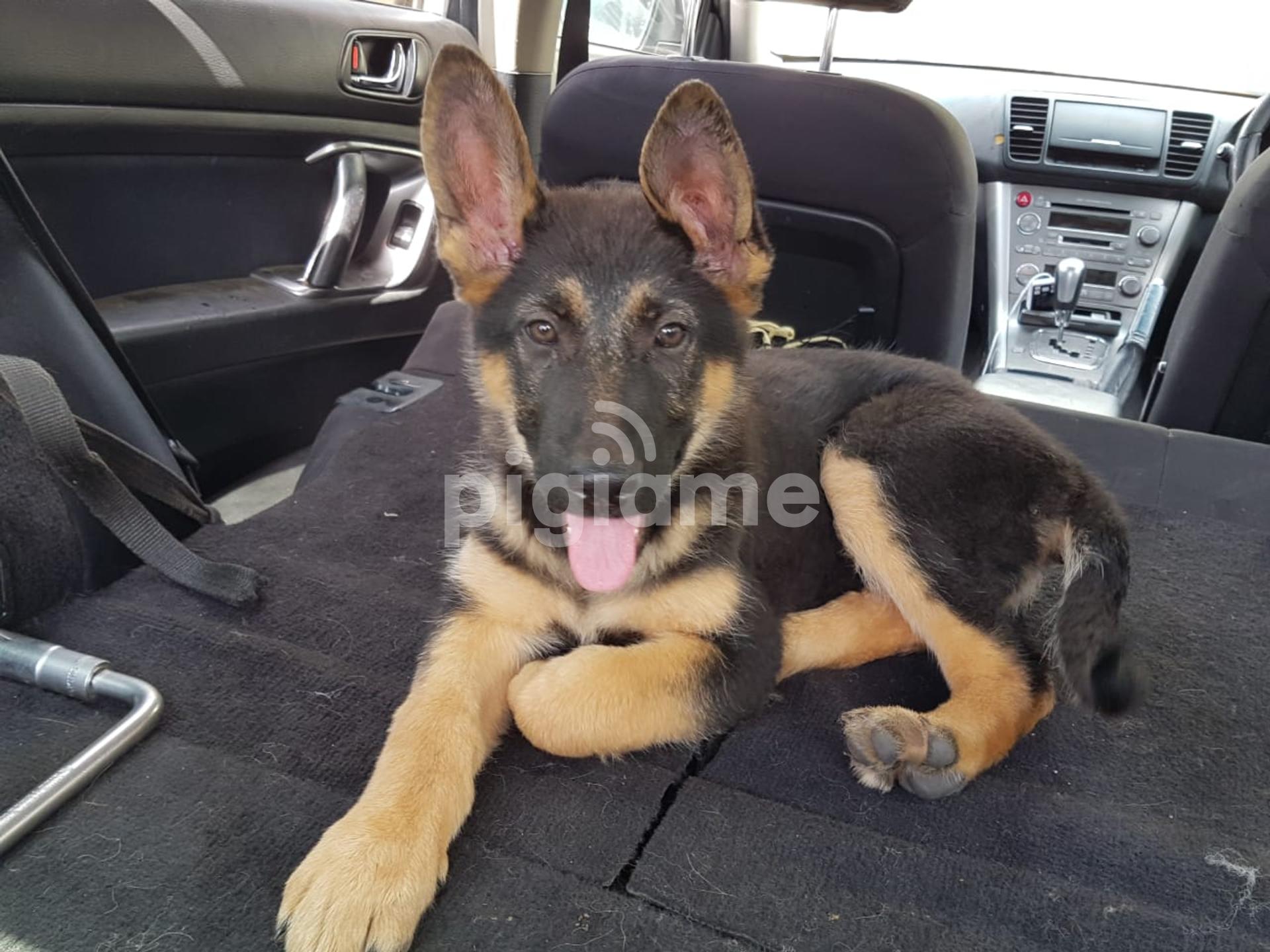 15 Best Pictures Gsd Puppies For Sale California / German Shepherd Puppies For Sale Gsd Puppies Greenfield Puppies