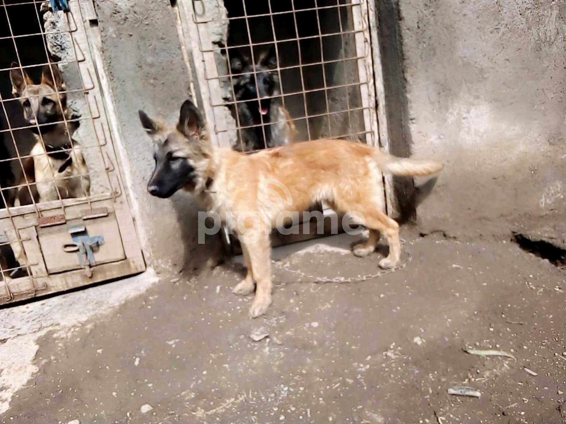Belgian Malinois And Dutch Shepherd For Rehoming in Karen PigiaMe