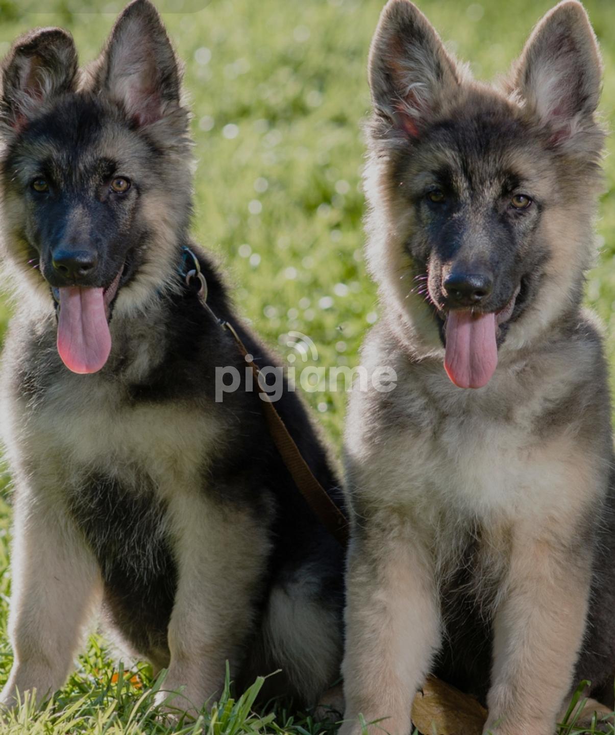 German Shepherd Puppies For Sale. in Nairobi PigiaMe